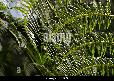 Beautiful green patterned leaves of a fern in soft sunlight. Green foliage. Wallpaper, texture, background. Close Up. Stock Photo