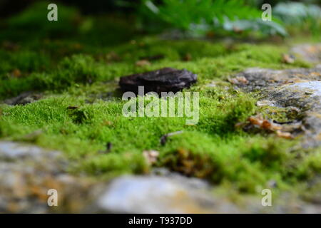 Beautiful green wet moss grows on the stone floor. Wallpaper. Moss closeup, macro. Stock Photo