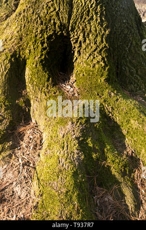 roots of a tree covered with moss and a hole into it Stock Photo