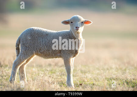 cute little lamb on fresh spring green meadow during sunrise Stock Photo