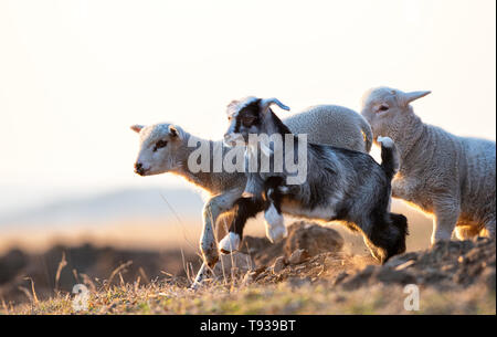 cute kid and lamb running at farm in spring Stock Photo