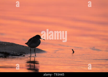 Wood Sandpiper (tringa Glareola). Silhouette Of A Bird On The 