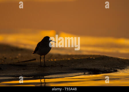 Wood Sandpiper (tringa Glareola). Silhouette Of A Bird On The 