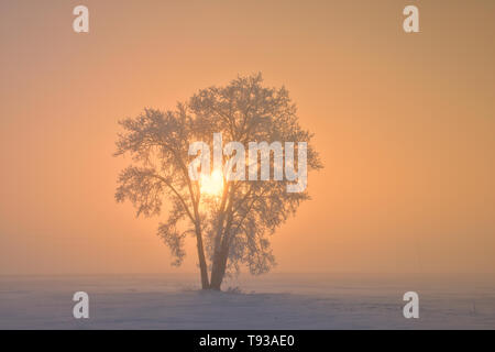 Hoarfrost covered Plains cottonwood tree in fog at sunrise Dugald Manitoba Canada Stock Photo
