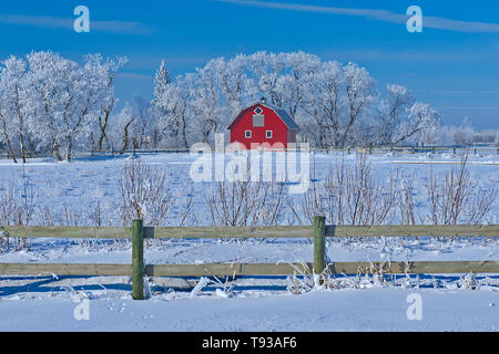 Red barn and fence surrounded by trees covered by heavy hoarfrost Near Deacon's Corner Manitoba Canada Stock Photo