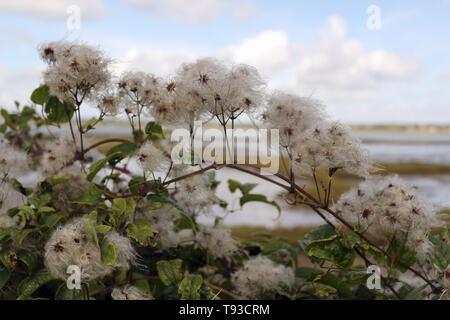 Old Mans Beard or Clematis vitalba Stock Photo