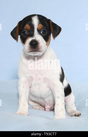 Dansk Svensk Gaardshund Puppy Stock Photo