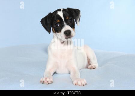 Dansk Svensk Gaardshund Puppy Stock Photo