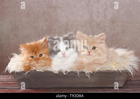 German Longhair Kitten Stock Photo