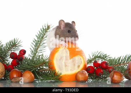 fancy rat Stock Photo