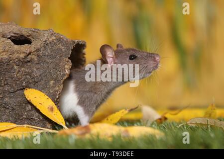 fancy rat Stock Photo