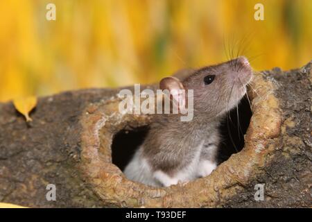 fancy rat Stock Photo