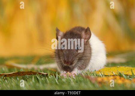 fancy rat Stock Photo