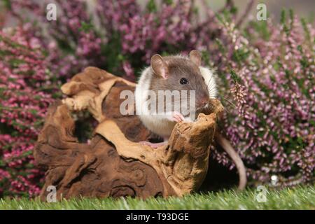 fancy rat Stock Photo