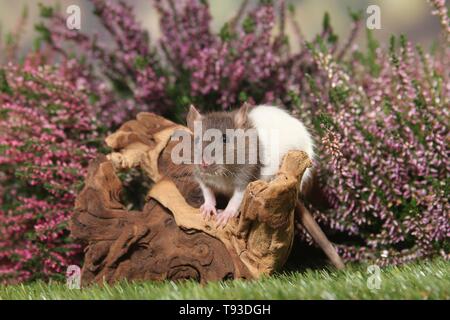 fancy rat Stock Photo