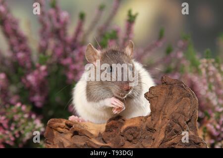 fancy rat Stock Photo