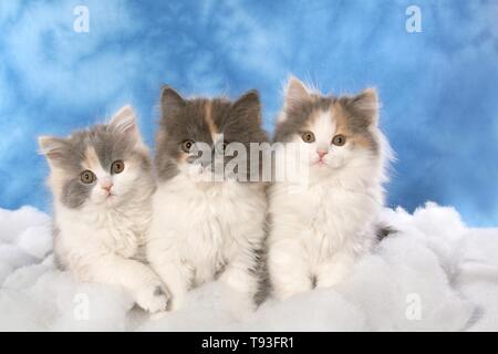 German Longhair Cat Stock Photo