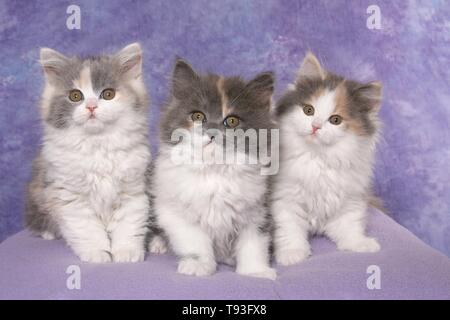 3 German Longhair Kitten Stock Photo
