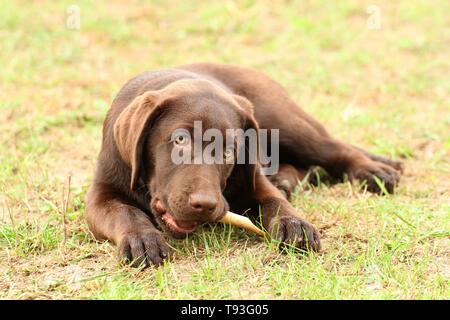 Labrador Retriever Puppy Stock Photo