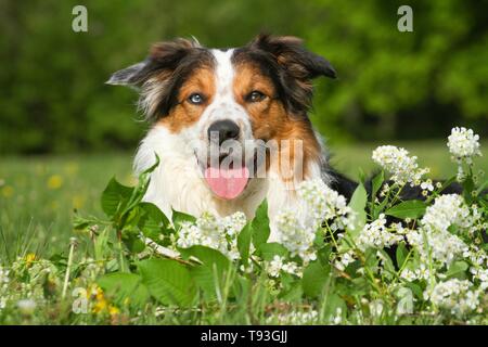 lying Border-Collie-Australian-Shepherd Stock Photo