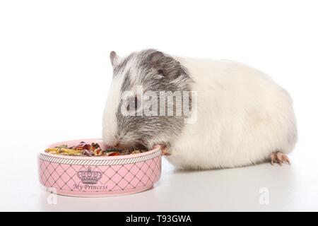 smoothhaired guinea pig Stock Photo