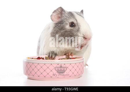 smoothhaired guinea pig Stock Photo