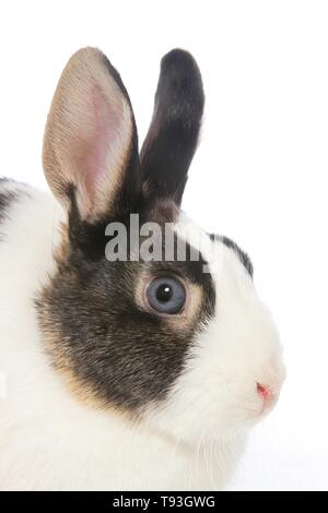 dwarf rabbit Stock Photo