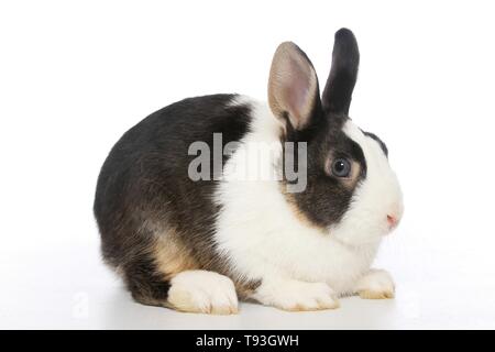 dwarf rabbit Stock Photo