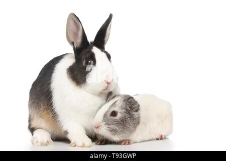 Netherland Dwarf and Smooth-haired Guinea Pig Stock Photo