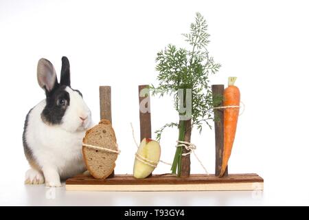 dwarf rabbit Stock Photo