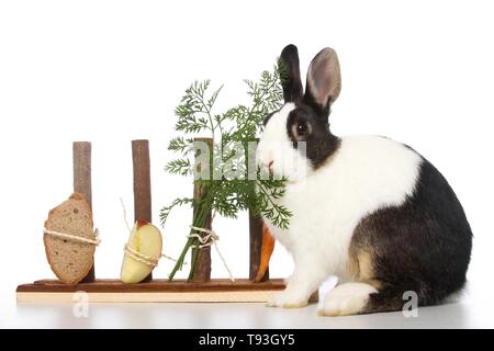 dwarf rabbit Stock Photo
