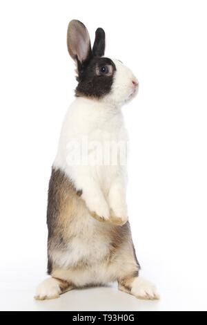 dwarf rabbit Stock Photo