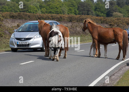 Ponies in the New Forest Stock Photo