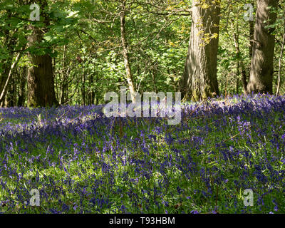 Springtime delight with colourful Bluebells in Flakebridge Wood near Appleby in Cumbria Stock Photo
