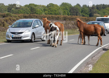 Ponies in the New Forest Stock Photo