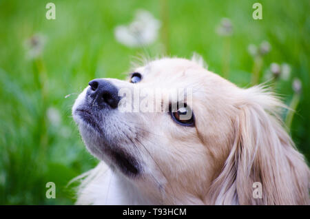 young blonde dog lying in the grass staring up , cute young blonde dog looking into the camera lens. Light colored stray blonde friendly looking up Stock Photo