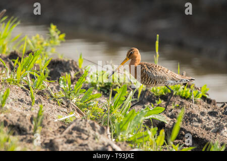 Black-tailed godwit (Limosa limosa). Polesie. Ukraine Stock Photo