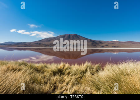 Laguna Roja, salt lake with reflection of the mountain, Eduardo Avaroa Andean Fauna National Reserve, Bolivia. Stock Photo