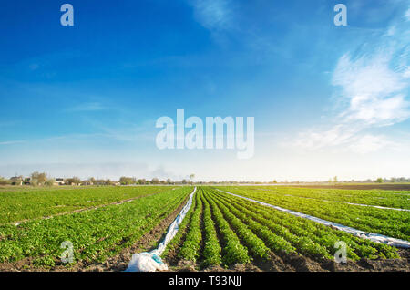 Agricultural land with potato plantations. Growing organic vegetables in the field. Vegetable rows. Agriculture. Farming. Selective focus Stock Photo