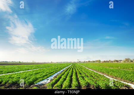 Agricultural land with potato plantations. Growing organic vegetables in the field. Vegetable rows. Agriculture. Farming. Selective focus Stock Photo