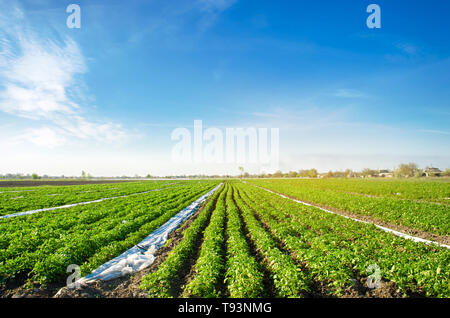 Potatoes plantations grow in the field. Vegetable rows. Farming, agriculture. Landscape with agricultural land. Fresh Organic Vegetables. Crops. Selec Stock Photo