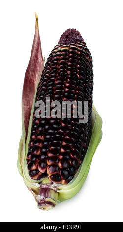 Siam Ruby Queen is super sweet corn with red color, can be eaten fresh, isolated on a white background with clipping path Stock Photo