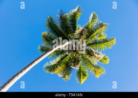 Tree top of cocunut palm tree with vibrant colors and clear blue sky as background Stock Photo