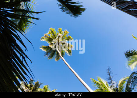 Tree top of cocunut palm tree with vibrant colors and clear blue sky as background Stock Photo