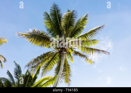 Tree top of cocunut palm tree with vibrant colors and clear blue sky as background Stock Photo