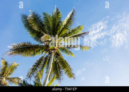 Tree top of cocunut palm tree with vibrant colors and clear blue sky as background Stock Photo