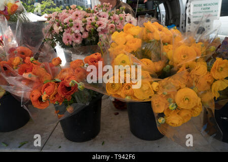 Ranunculuses for sale in the Union Square Farmers’ Market in Manhattan. Union Square is a historic park with large farmers' markets four days a week. Stock Photo