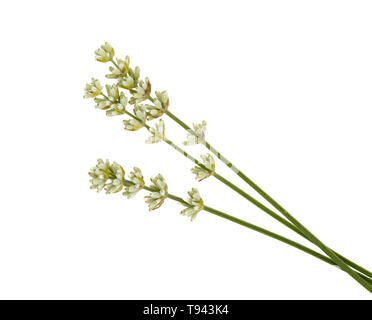 Unusual white lavender flowers isolated on white. Stock Photo