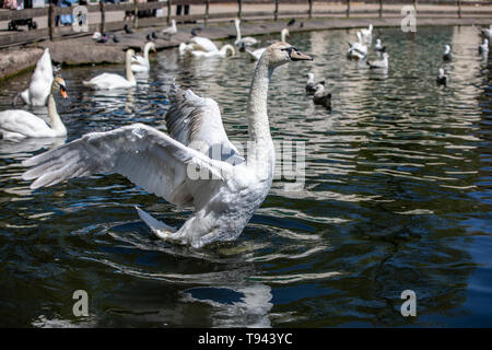 Stanley Park, Blackpool, Lancashire. Swan flapping its wings on the lake in Stanley Park, Blackpool. 12th May 2019. Stock Photo