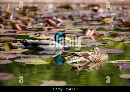 Stanley Park, Blackpool, Lancashire. 12th May 2019. 2 ducks in a pond in the Rose Gardens at Stanley Park, Blackpool. Stock Photo